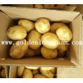 Fresh New Crop Potato amarelo e pele limpa